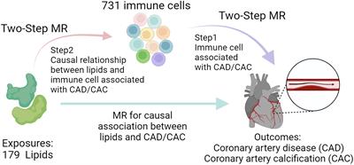 Genetically predicted HLA-DR+ natural killer cells as potential mediators in the lipid-coronary artery disease/ calcification (CAD/CAC) causal pathway